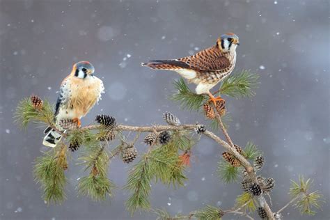 The Jack Pine Warbler Cover Photo Contest is Back for 2019! - Michigan Audubon