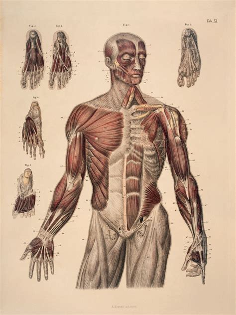 muscle anatomy drawing - Google keresés | Human figure drawing, Anatomy for artists, Figure drawing