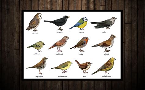 Songbirds Identification Chart Print A3 Zoology - Etsy