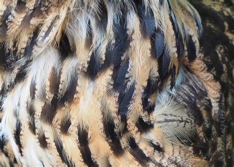 Eurasian Eagle-Owl Feathers - Anna Nielsson Photography