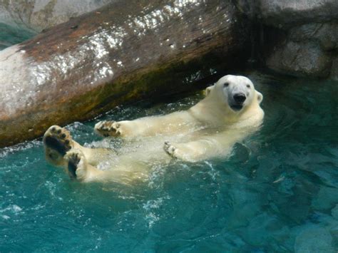 Adorable Polar Bear at Sea World