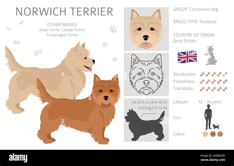 Norwich terrier clipart. Different poses, coat colors set. Vector ...