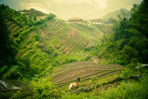 Rice terraces of Longsheng on Behance