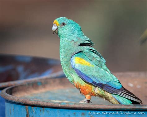 Exquisite Mulga Parrot « lirralirra