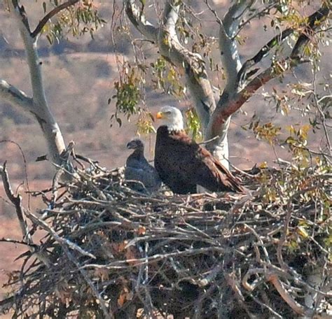 Bald Eagle and Chick - Wildlife Research Institute - San Diego Travel Blog