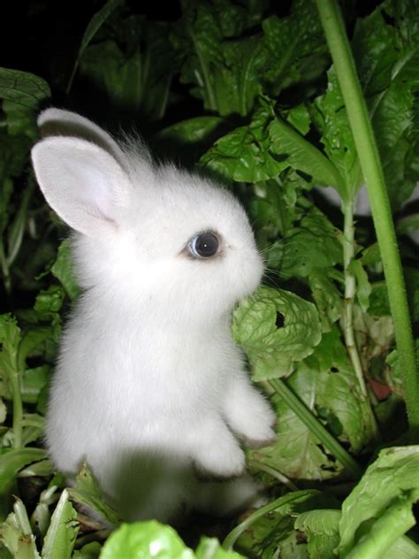 Christophe's Daily Life: Cute Furry Bunnies Images