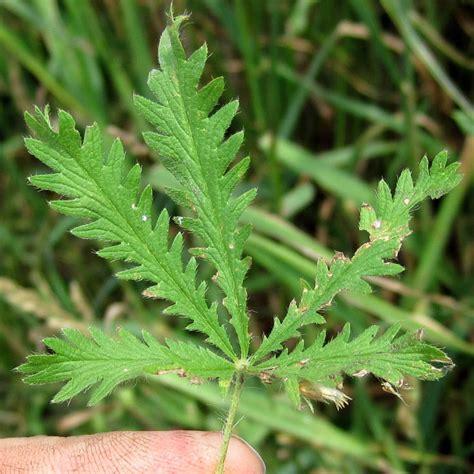 Weekly Weeder #26 - Sulphur Cinquefoil