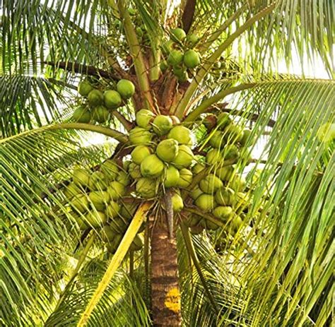 Coconut production in Kerala - Coconut Seller India