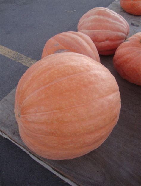 Pumpkin - Big Max - St. Clare Heirloom Seeds