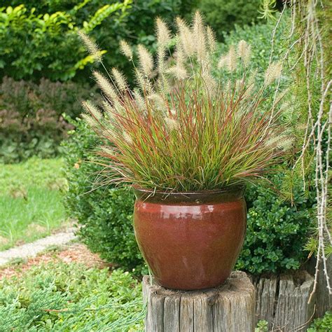 Growing Ornamental Grass in Containers | Gardenoid