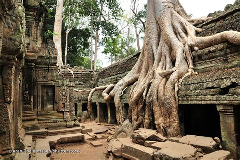 Ta Prohm Temple in Siem Reap - What to see in Siem Reap?