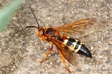 Wasp: Cicada Killer Wasp