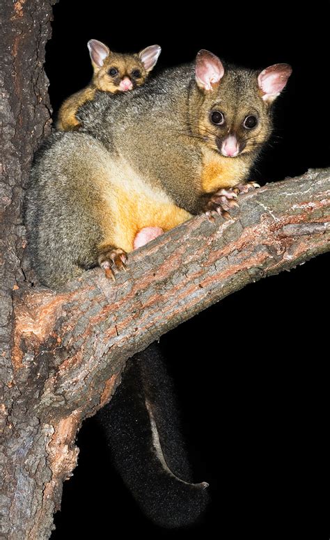 Common brushtail possum - Wikipedia