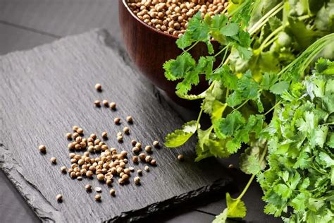 When To Harvest Cilantro Seeds - Grower Today