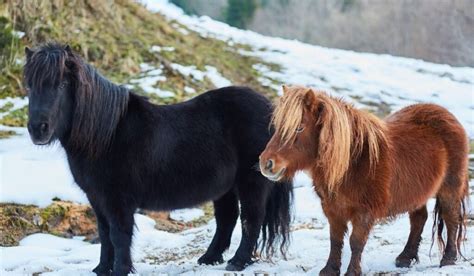 Shetland Pony Breed Profile - Helpful Horse Hints