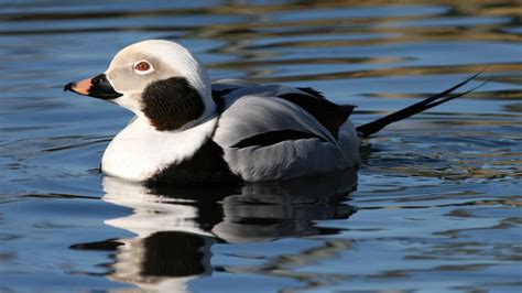 Long-tailed Duck Clangula hyemalis » Focusing on Wildlife