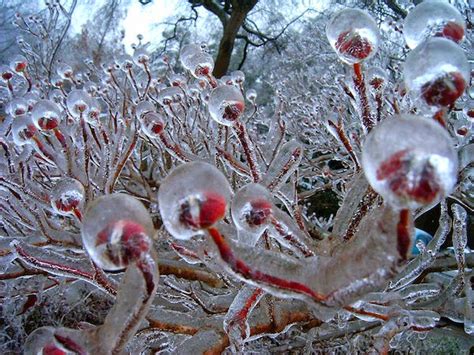 The 30 Most Amazing Photos Of Frozen Things In Honor Of The Coldest ...