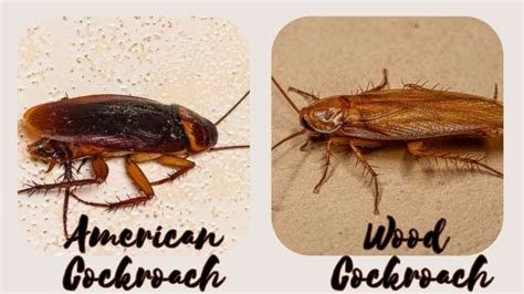 American Cockroach vs. Wood Roach: Their Differences