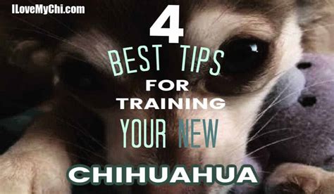 4 Best Tips For Training Your New Chihuahua - I Love My Chi