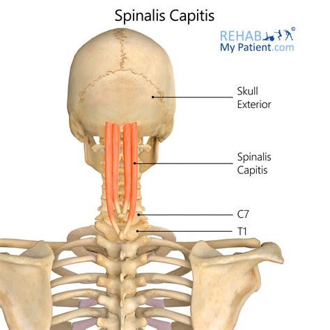 Rectus Capitis Muscle