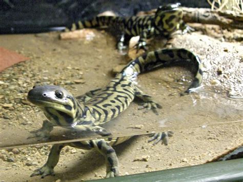 Sonoran tiger salamander: Animals at the Arizona-Sonora Desert Museum, Arizona