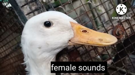 duck female Sound/ duck male/sound / identify #duck / Vigo duck thalakotukera kechery - YouTube