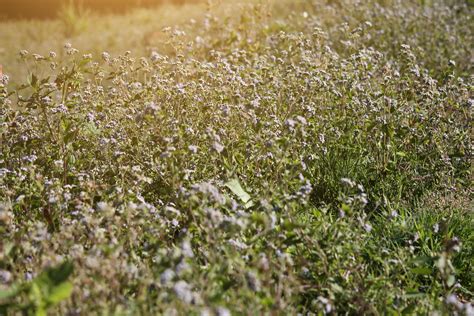 Blooming wildflowers grass field with natural sunlight 22922131 Stock ...