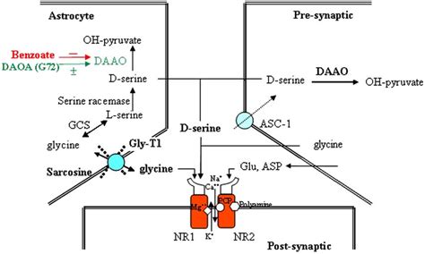 The known potential regulators and drug targets of NMDA synapse which... | Download Scientific ...