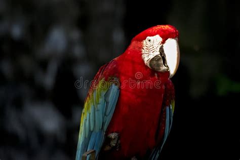 Portrait of a Scarlet Macaw. Endangered Birds Stock Photo - Image of ...