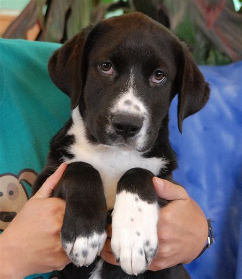 Adorable Border Collie mix puppies debuting for adoption today!