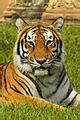 Category:Panthera tigris tigris heads - Wikimedia Commons