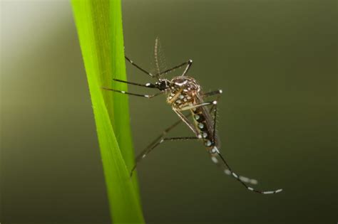 The yellow fever mosquito is found in the Canary Islands - Mosquito Alert