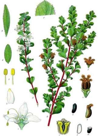 Buchu: Herbal Benefits and Uses [Important New Findings] - urbol.com