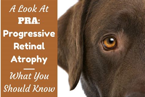 Progressive Retinal Atrophy (PRA) in Dogs - What You Should Know