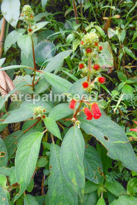 Kohleria spicata – Buy seeds at rarepalmseeds.com