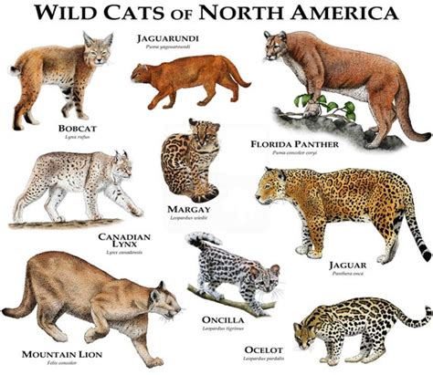 Wild Cats of North America Poster Print | Etsy