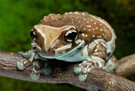 Amazon Milk Frog: Care Guide & Interesting Facts - AZ Reptiles