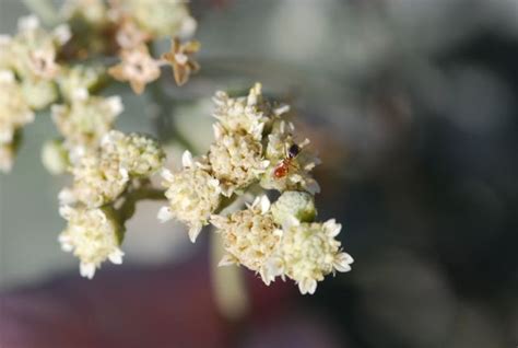 Seed of the Week: Guayule – Growing With Science Blog