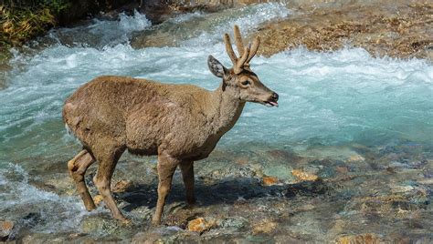 Huemul chileno, especie icónica de la Patagonia - La Voz de Chile