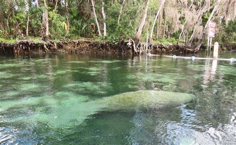 Crystal River manatees: See manatees, even swim with them