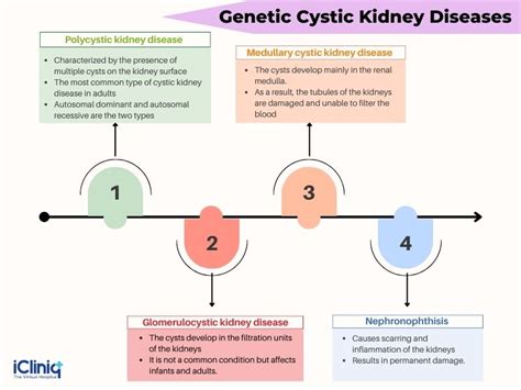 What Are Cystic Kidney Diseases?