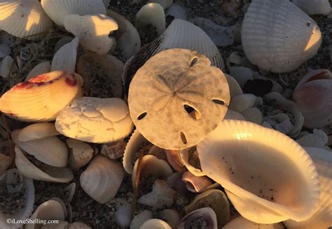 sand dollar shells sand dollar shells – I Love Shelling