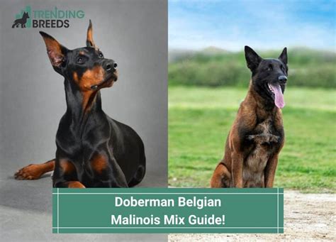 Doberman Belgian Malinois Mix Guide! (2022)