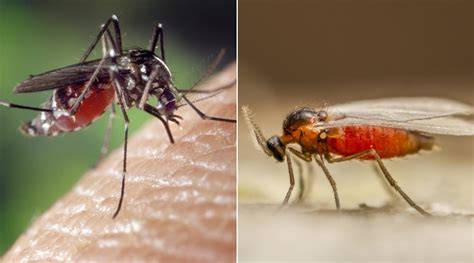 Mosquitoes vs. Gnats: How to Tell These Insects Apart