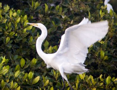 Ghana Birdwatching and Wildlife