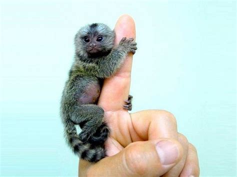 So Little, So Cute, Pygmy Marmoset! Also Known As Finger Monkey ...