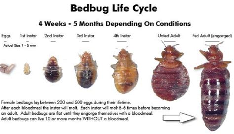 Bed Bugs Pictures BED BUG LIFE CYCLE: From a BED BUG EGG, NYMPH to ...