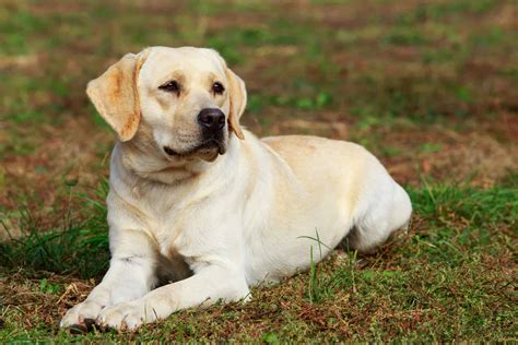 Why Labrador Retriever Service Dogs for Veterans are so Great