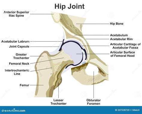 Hip Joint Anatomy Infographic Diagram Stock Vector - Illustration of bone, femur: 247228720