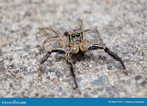 Spider Jumping stock photo. Image of nature, colored - 45527418